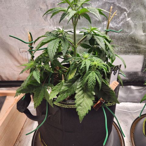 Mango Sorbet* growlog timeline photo