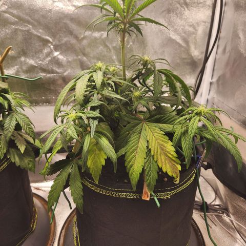Blueberry Pie Oreoz  growlog timeline photo