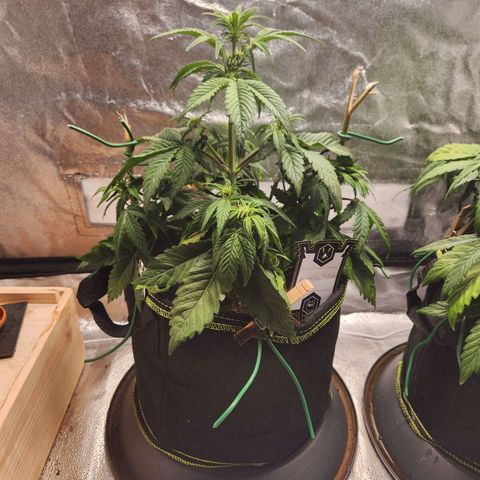 Mango Sorbet* growlog timeline photo