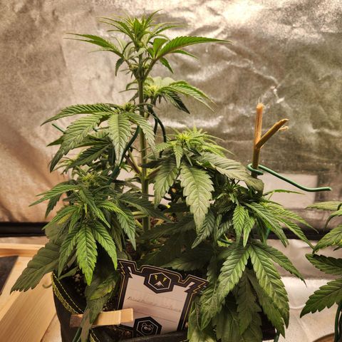 Mango Sorbet* growlog timeline photo