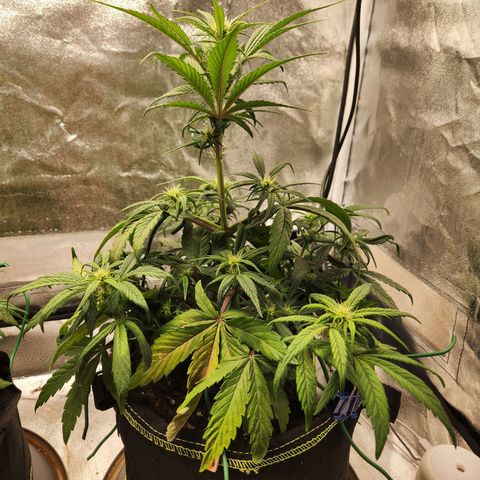 Blueberry Pie Oreoz  growlog timeline photo