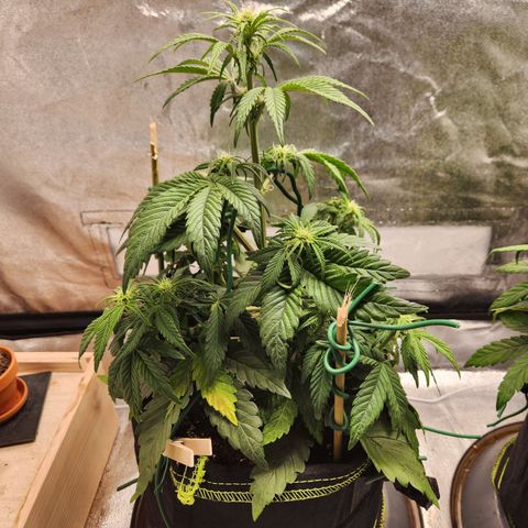 Mango Sorbet* growlog timeline photo