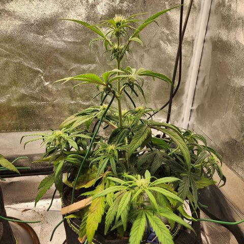 Blueberry Pie Oreoz  growlog timeline photo