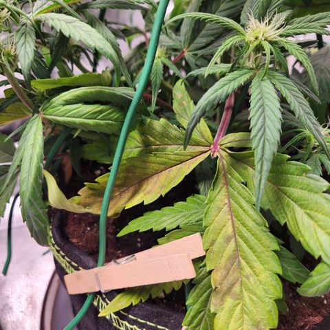 Blueberry Pie Oreoz  growlog timeline photo
