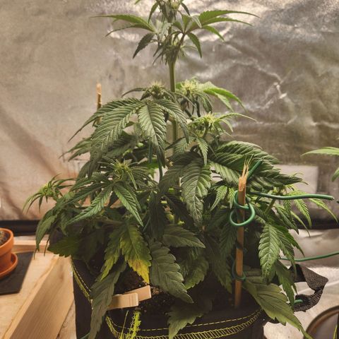 Mango Sorbet* growlog timeline photo