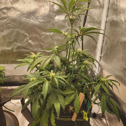 Blueberry Pie Oreoz  growlog timeline photo
