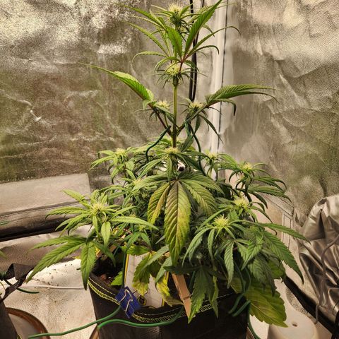 Blueberry Pie Oreoz  growlog timeline photo