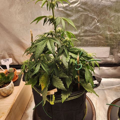Mango Sorbet* growlog timeline photo