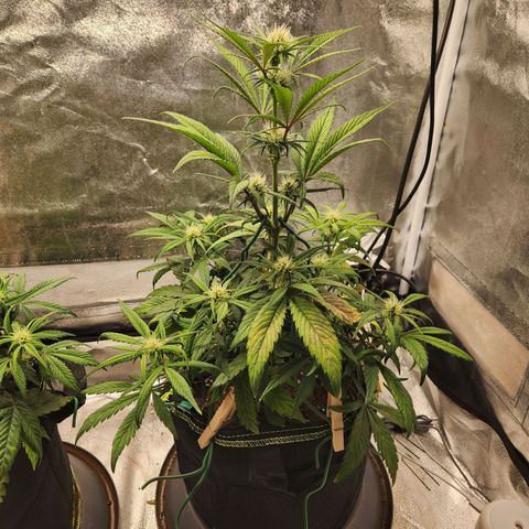 Blueberry Pie Oreoz  growlog timeline photo