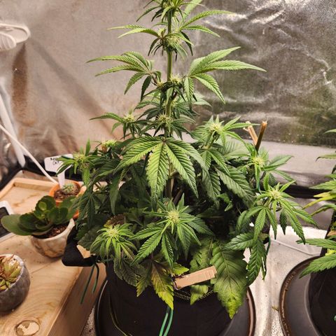 Mango Sorbet* growlog timeline photo