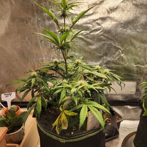 Blueberry Pie Oreoz  growlog timeline photo