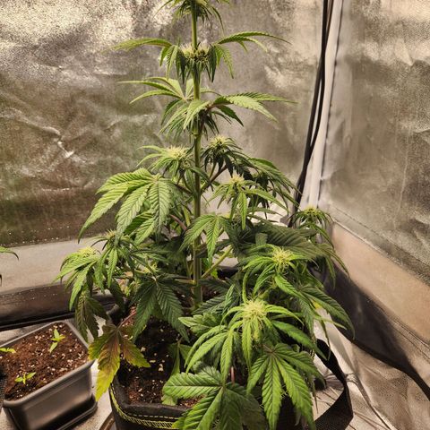 Mango Sorbet* growlog timeline photo