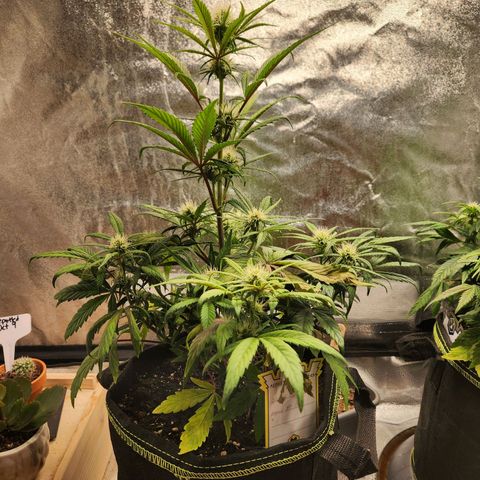 Blueberry Pie Oreoz  growlog timeline photo