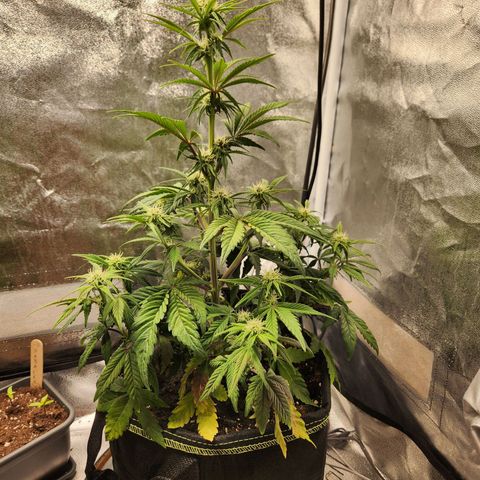 Mango Sorbet* growlog timeline photo