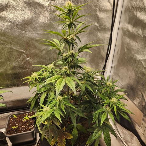 Mango Sorbet* growlog timeline photo