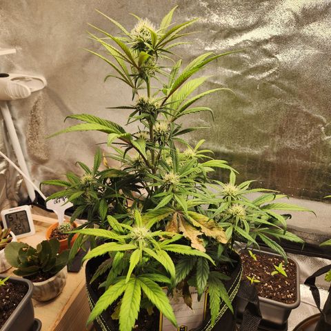 Blueberry Pie Oreoz  growlog timeline photo