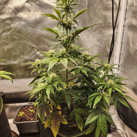 Mango Sorbet* growlog timeline photo