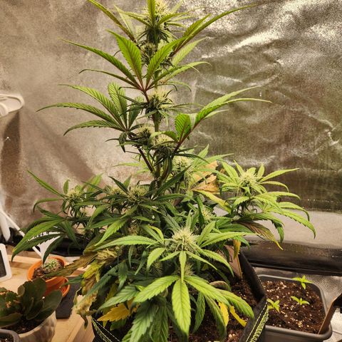 Blueberry Pie Oreoz  growlog timeline photo