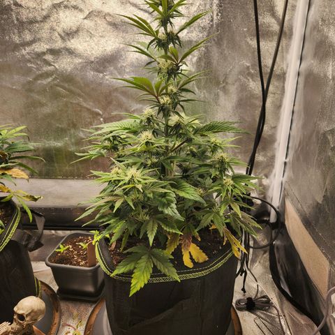 Mango Sorbet* growlog timeline photo