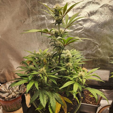 Blueberry Pie Oreoz  growlog timeline photo