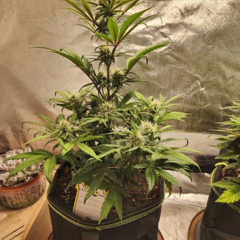 Blueberry Pie Oreoz  growlog timeline photo
