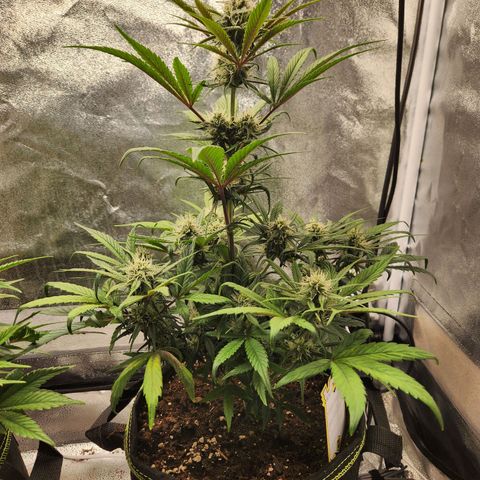 Blueberry Pie Oreoz  growlog timeline photo