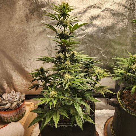 Mango Sorbet* growlog timeline photo