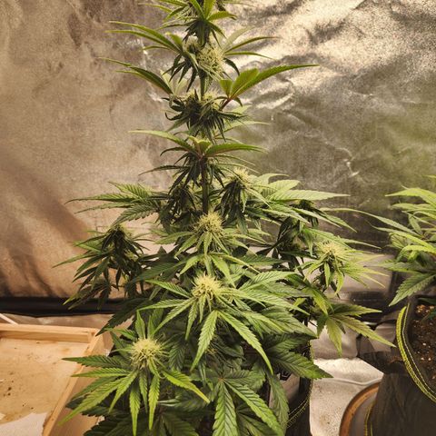 Mango Sorbet* growlog timeline photo