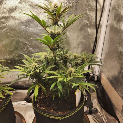 Blueberry Pie Oreoz  growlog timeline photo