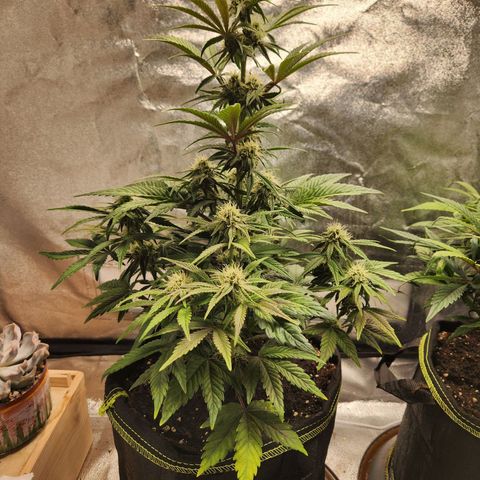 Mango Sorbet* growlog timeline photo