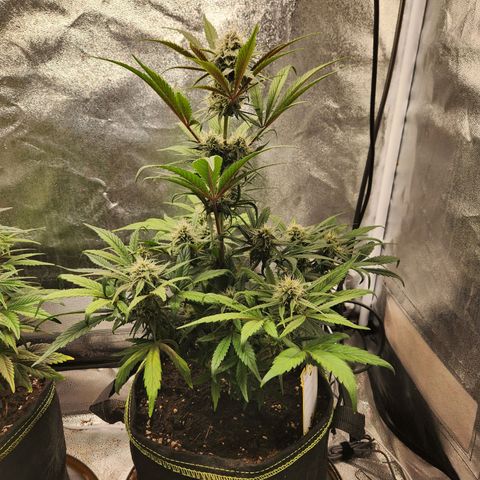 Blueberry Pie Oreoz  growlog timeline photo