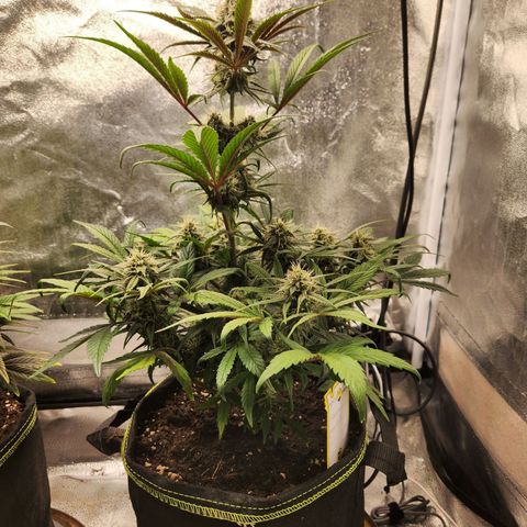 Blueberry Pie Oreoz  growlog timeline photo