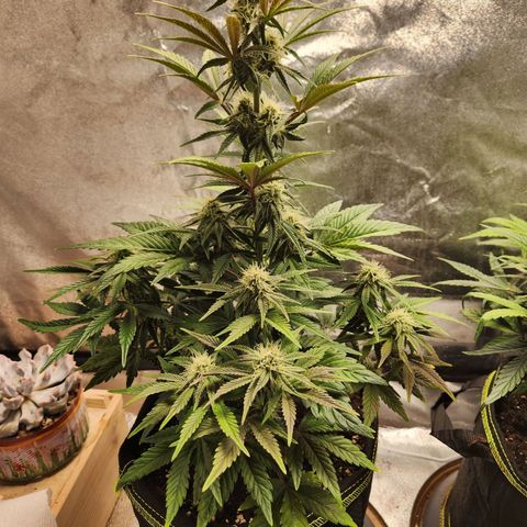Mango Sorbet* growlog timeline photo