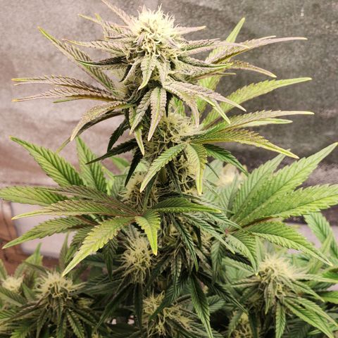 Mango Sorbet* growlog timeline photo