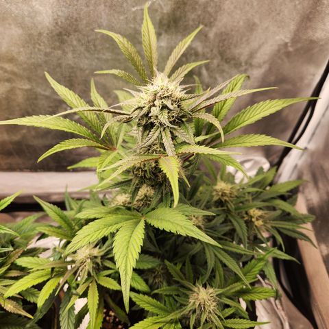 Blueberry Pie Oreoz  growlog timeline photo
