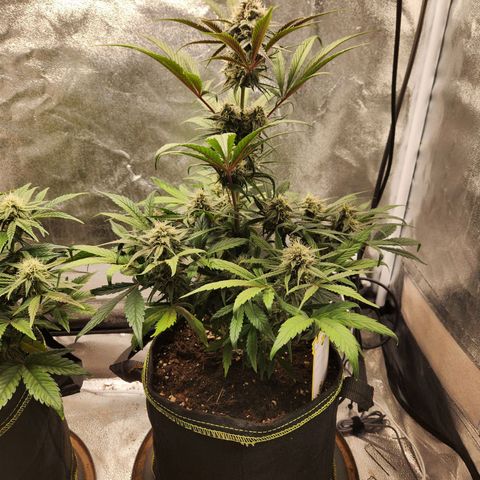 Blueberry Pie Oreoz  growlog timeline photo
