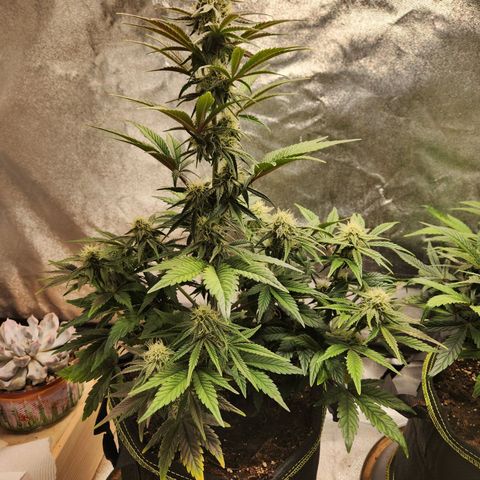 Mango Sorbet* growlog timeline photo