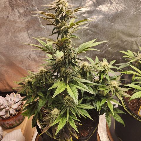 Mango Sorbet* growlog timeline photo
