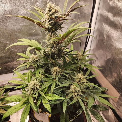 Blueberry Pie Oreoz  growlog timeline photo
