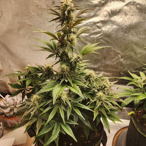 Mango Sorbet* growlog timeline photo