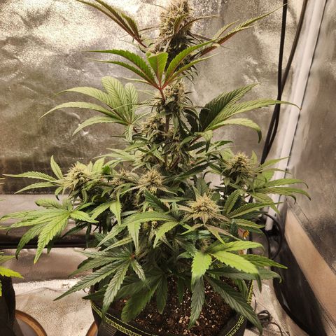 Blueberry Pie Oreoz  growlog timeline photo