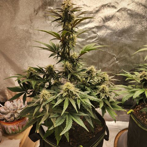 Mango Sorbet* growlog timeline photo