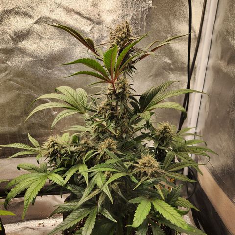 Blueberry Pie Oreoz  growlog timeline photo