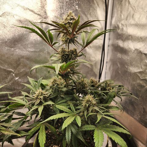 Blueberry Pie Oreoz  growlog timeline photo