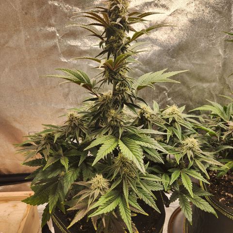 Mango Sorbet* growlog timeline photo