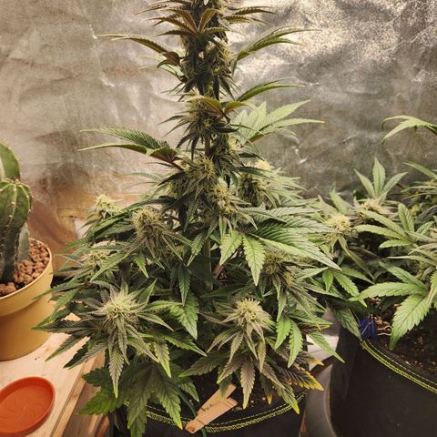 Mango Sorbet* growlog timeline photo