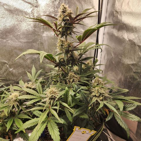 Blueberry Pie Oreoz  growlog timeline photo