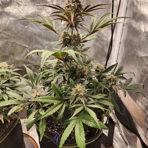 Blueberry Pie Oreoz  growlog timeline photo