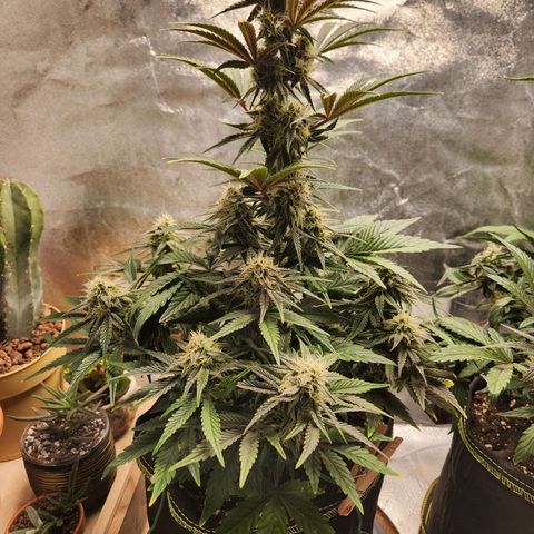 Mango Sorbet* growlog timeline photo