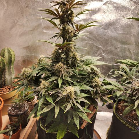 Mango Sorbet* growlog timeline photo
